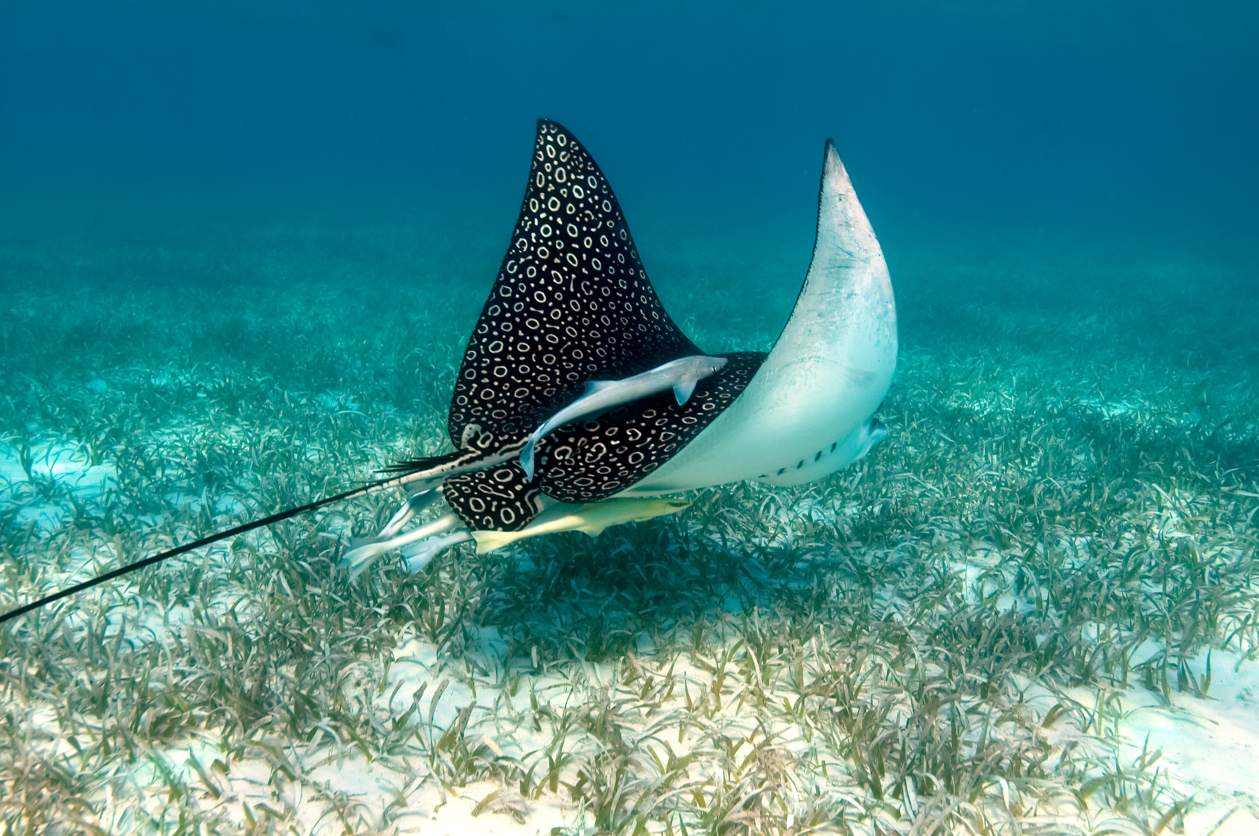 Eagle Ray