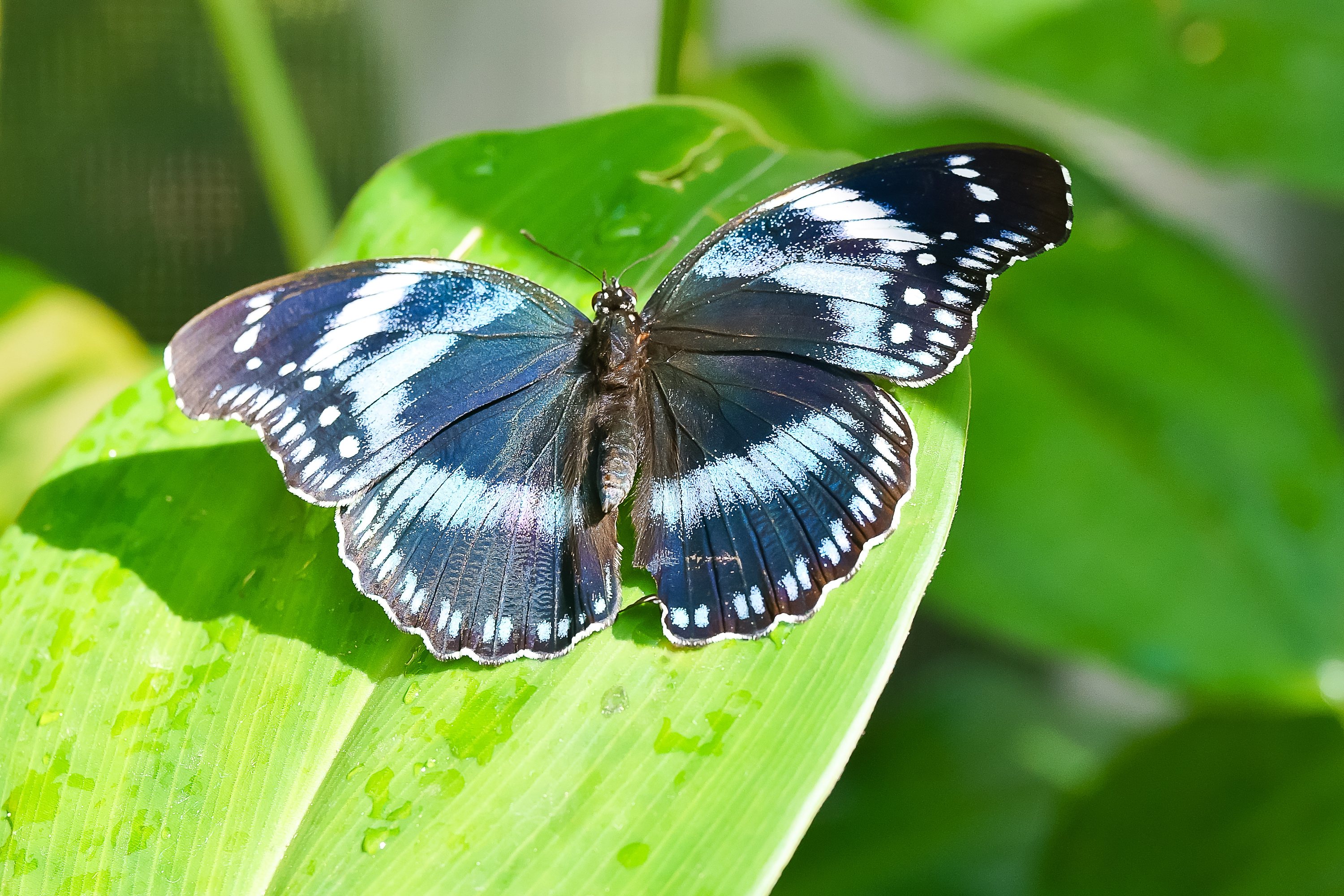 Tanzanian Diadem butterfly on leaf