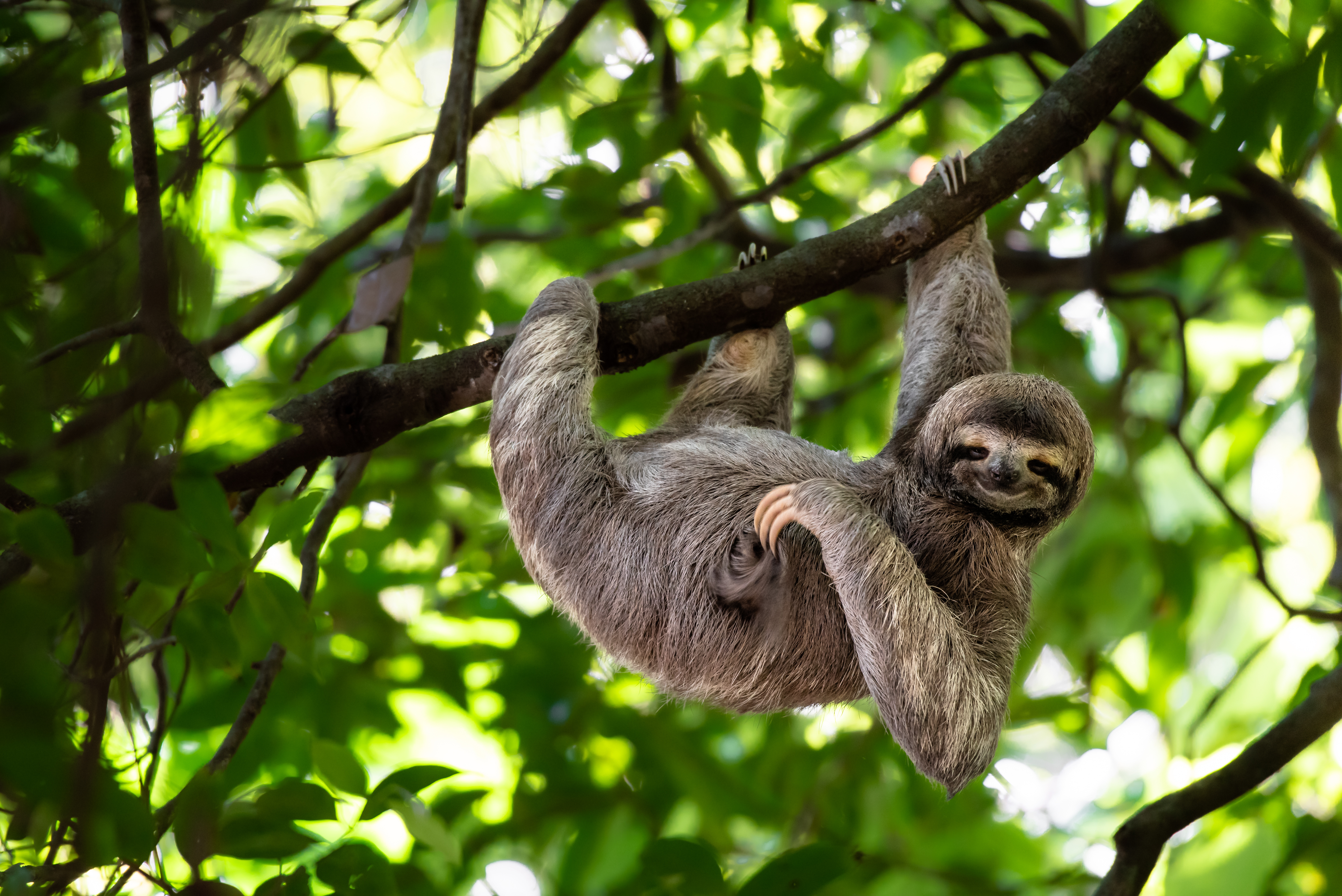 Sloth in Costa Rica