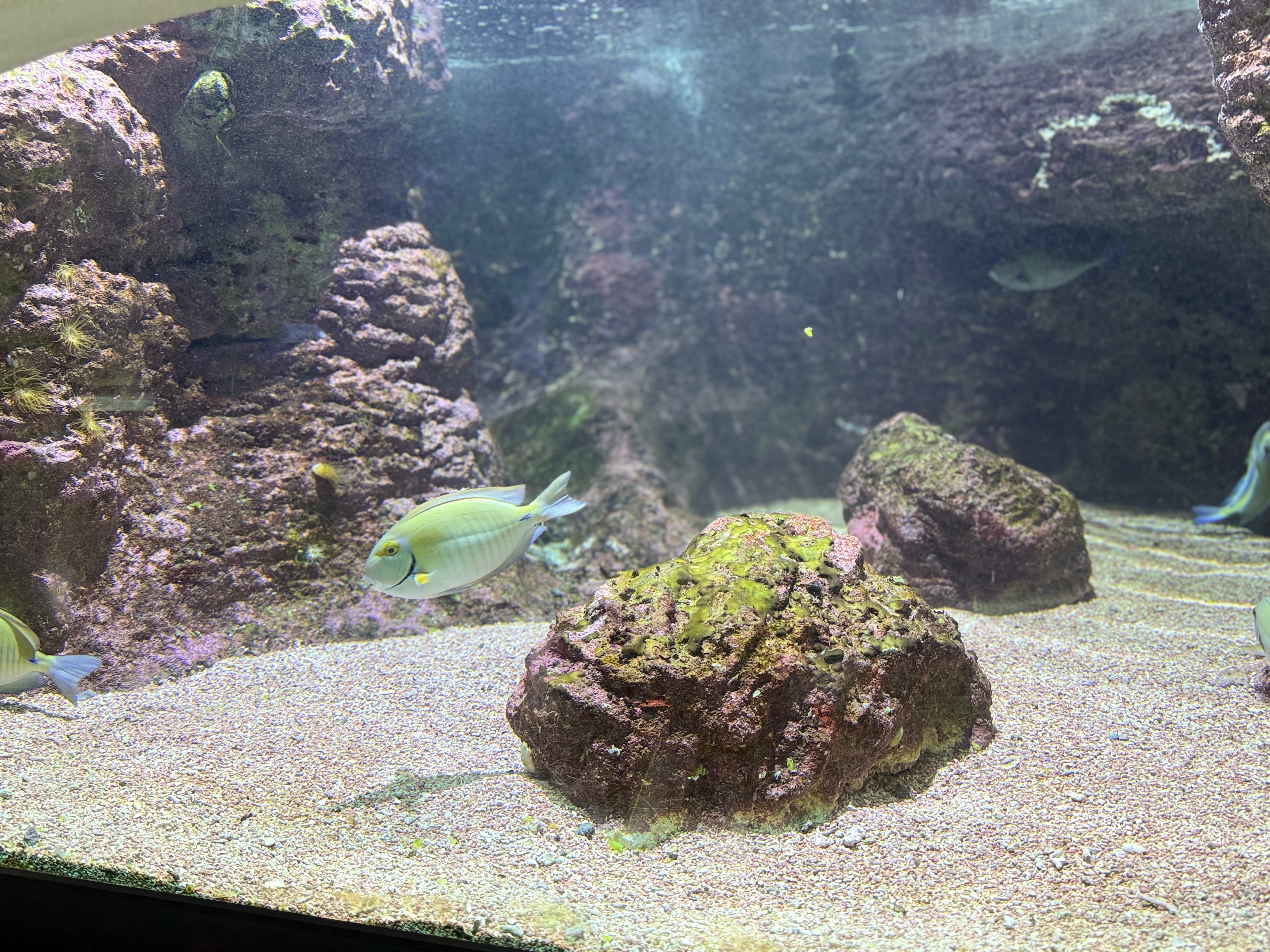 Picture of fish in Bermuda Aquarium